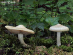 závojenka podtrnka (Entoloma clypeatum)
