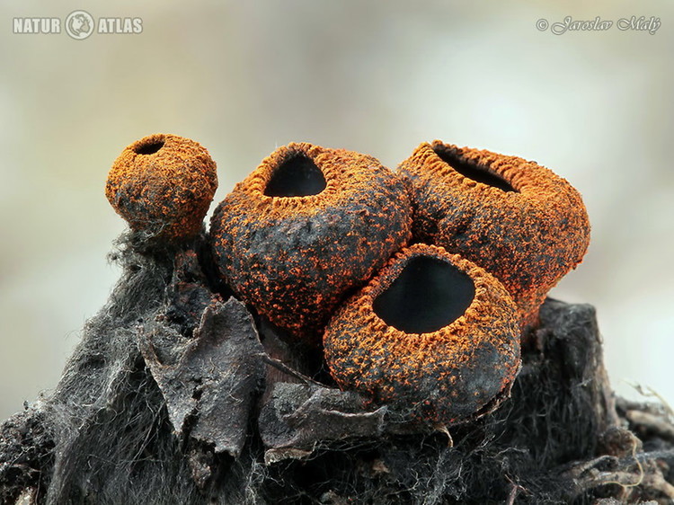 ohnivec černý (Plectania melastoma)