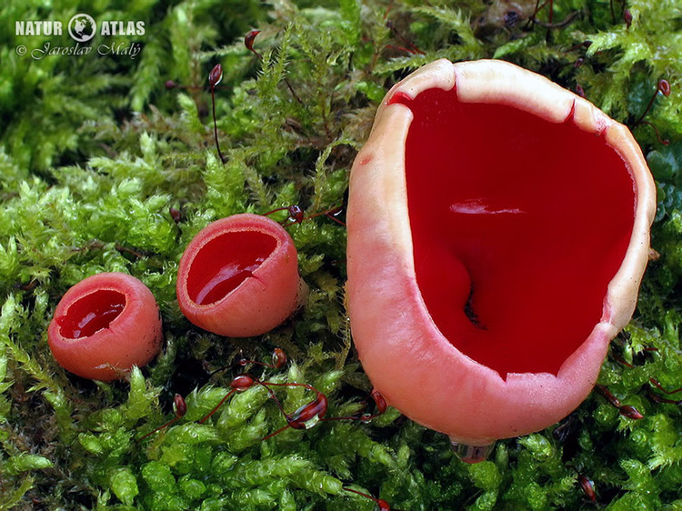 ohnivec rakouský (Sarcoscypha austriaca)