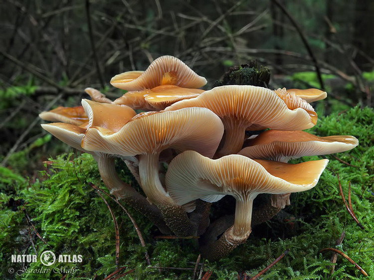opeňka měnlivá (Kuehneromyces mutabilis)