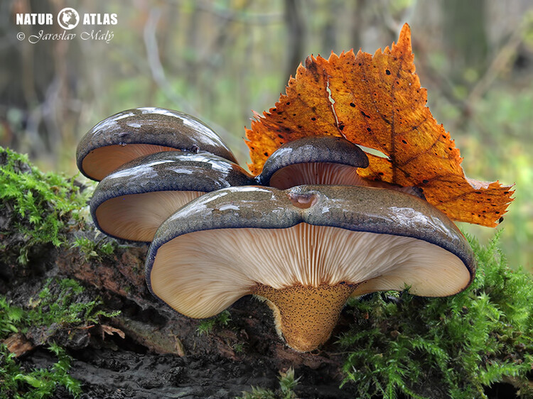 pařezník pozdní (Sarcomyxa serotina)