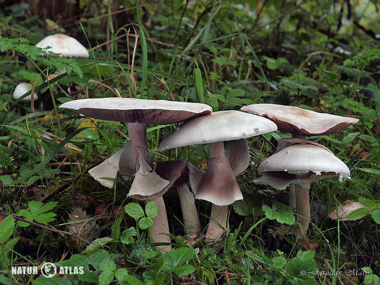 pečárka zápašná (Agaricus xanthoderma)