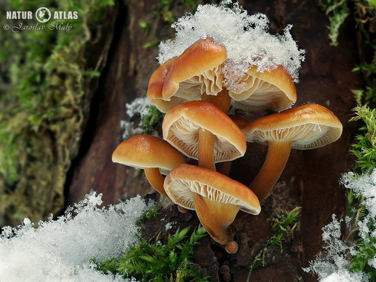 penízovka sametonohá (Flammulina velutipes)