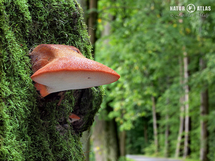 pstřeň dubový (Fistulina hepatica)