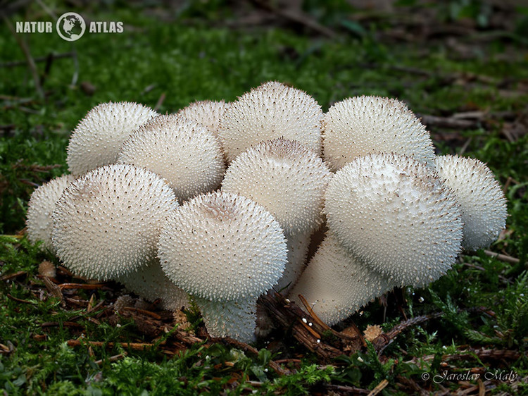 pýchavka obecná (Lycoperdon perlatum)