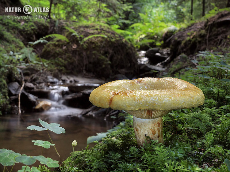 ryzec ďubkovaný (Lactarius scrobiculatus)