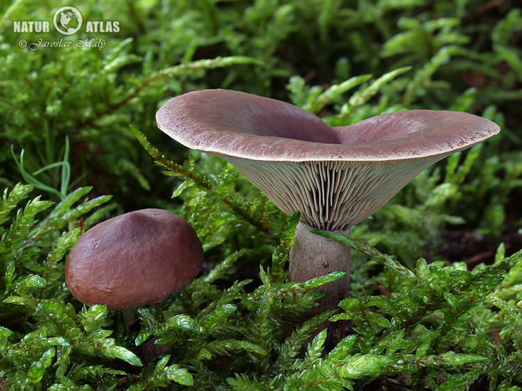 ryzec kafrový (Lactarius camphoratus)