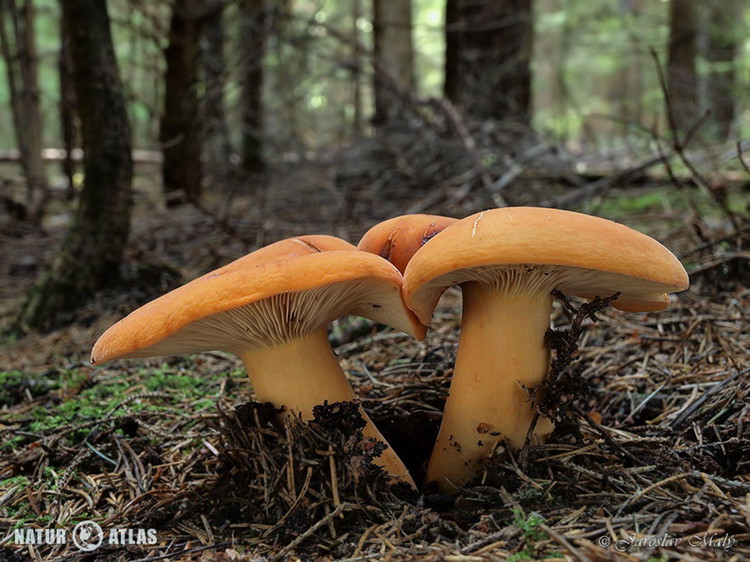 ryzec syrovinka (Lactarius volemus)