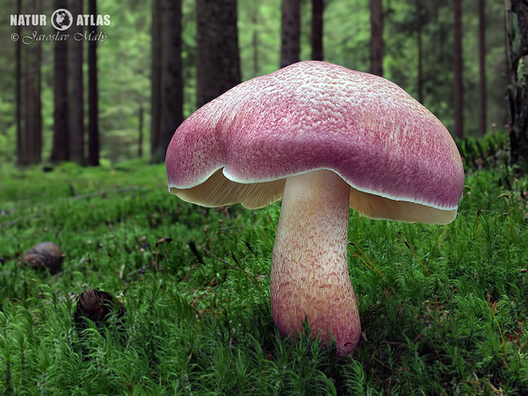 šafránka červenožlutá (Tricholomopsis rutilans)