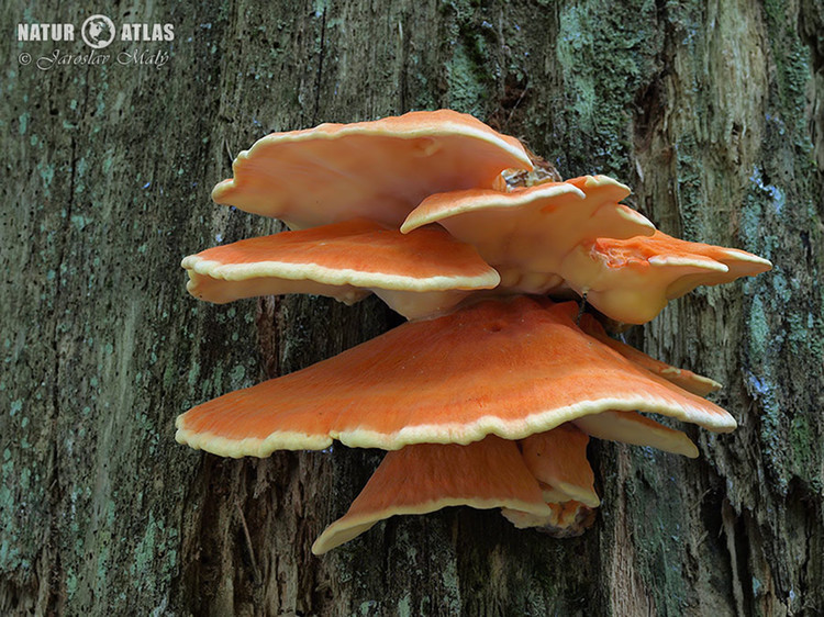 sírovec horský (Laetiporus montanus)