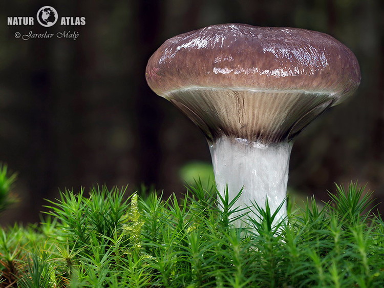 slizák mazlavý (Gomphidius glutinosus)