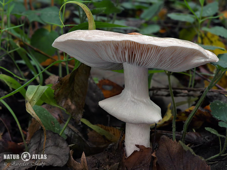 slizobedla slzivá (Limacella guttata)
