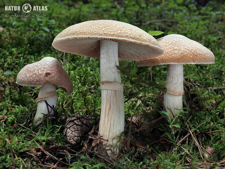 sluka svraskalá (Cortinarius caperatus)