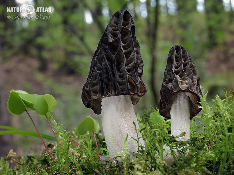 smrž polovolný (Mitrophora semilibera)