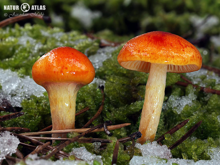 šťavnatka zlatá (Hygrophorus hypothejus var. aureus)
