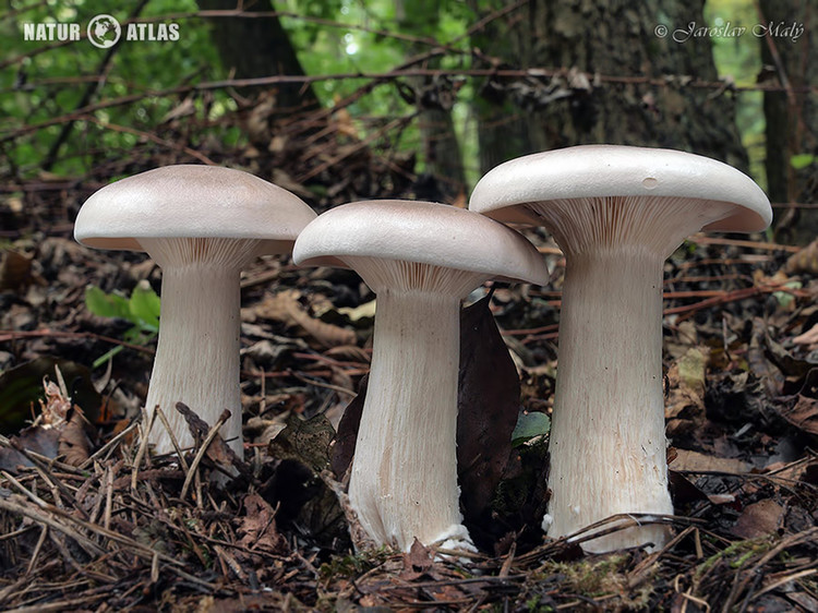 strmělka mlženka (Clitocybe nebularis)