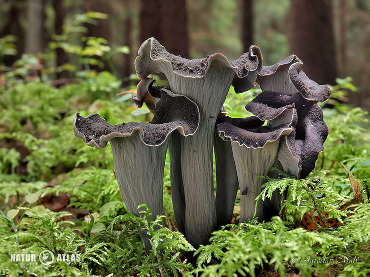 stroček trubkovitý (Craterellus cornucopioides)