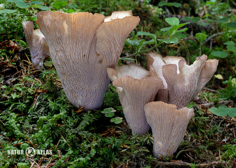 stročkovec kyjovitý (Gomphus clavatus)