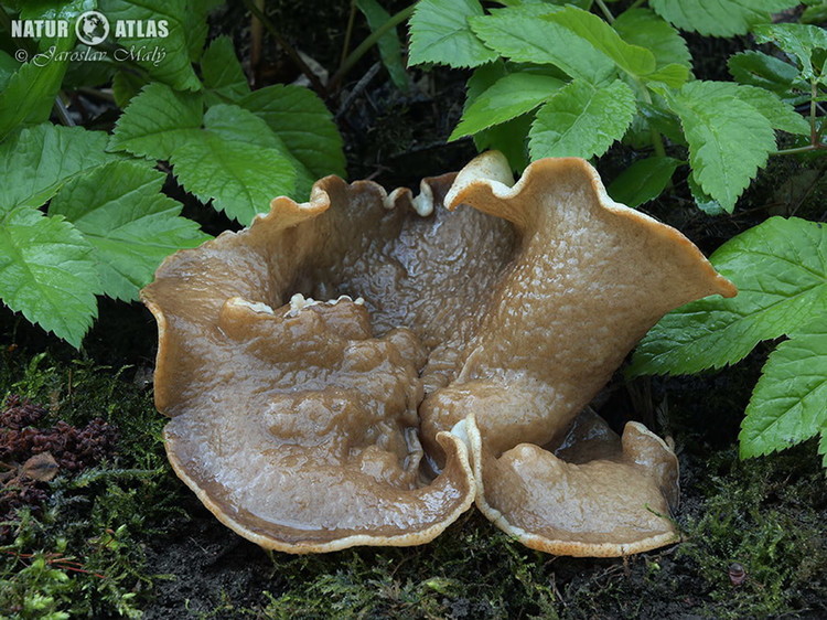 terčovnice síťnatá (Disciotis venosa)