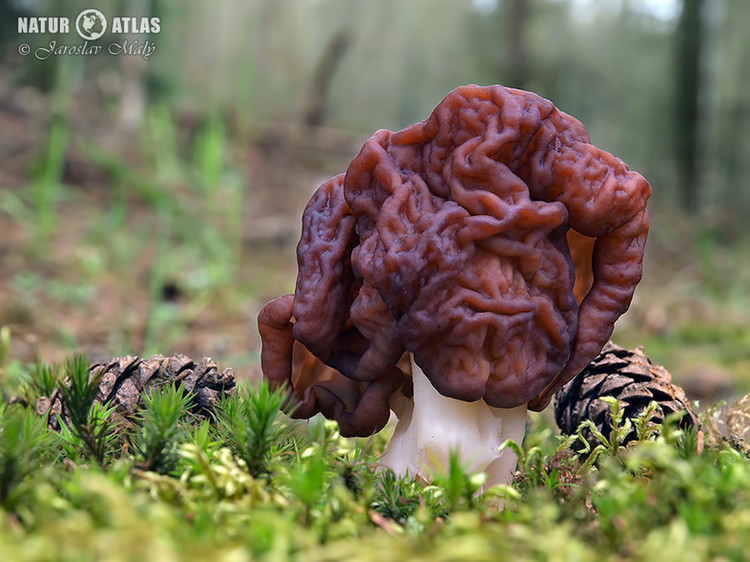 ucháč obecný (Gyromitra esculenta)