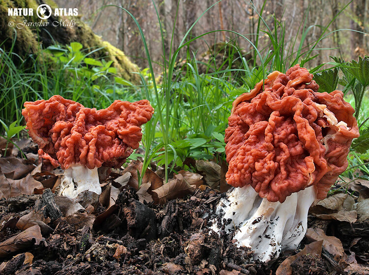 ucháč svazčitý (Neogyromitra grandis)