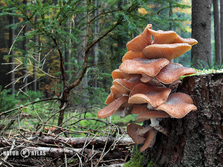václavka smrková (Armillaria ostoyae)