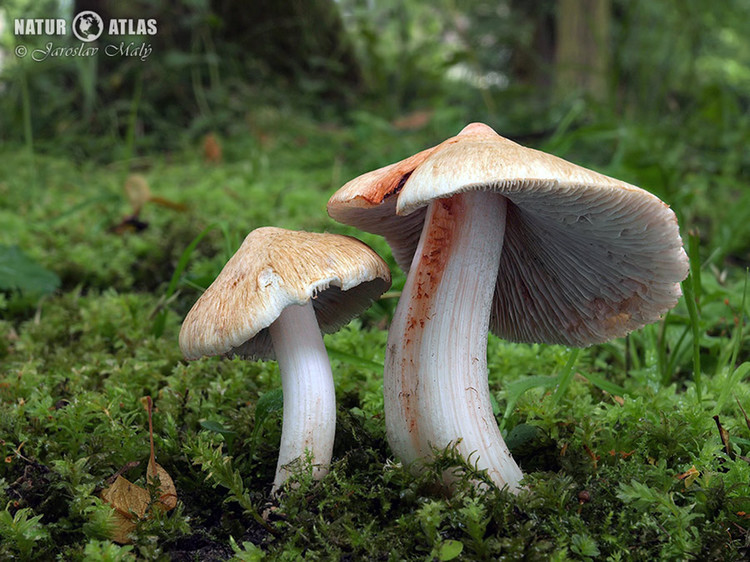 vláknice začervenalá (Inocybe erubescens)