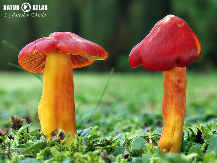 voskovka nádherná (Hygrocybe splendidissima)