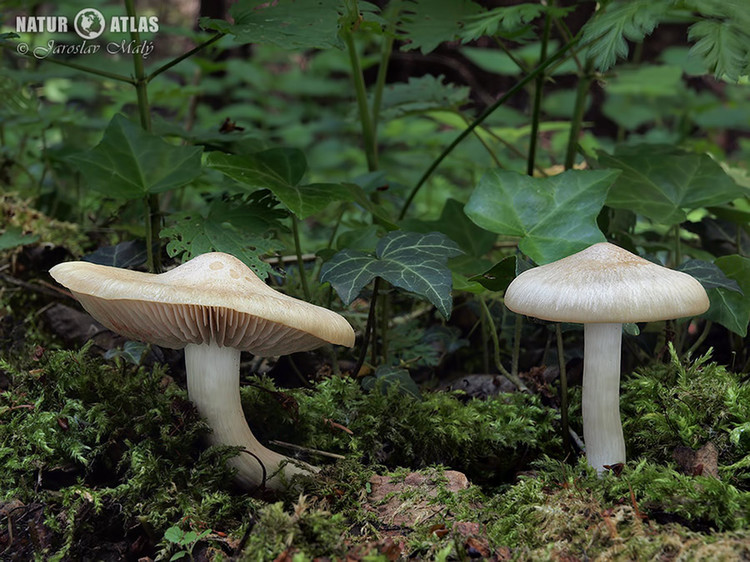 závojenka podtrnka (Entoloma clypeatum)
