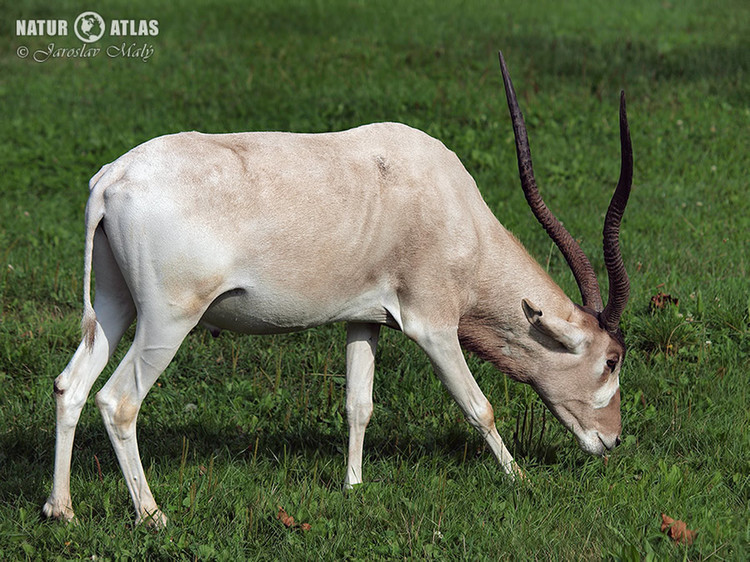 adax núbijský (Addax nasomaculatus)