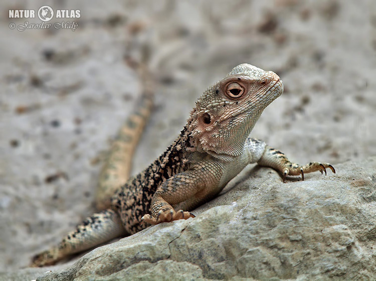 agama turkestánská (Paralaudakia lehmanni)