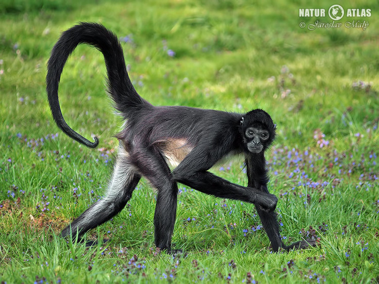 chápan středoamerický (Ateles geoffroyi)