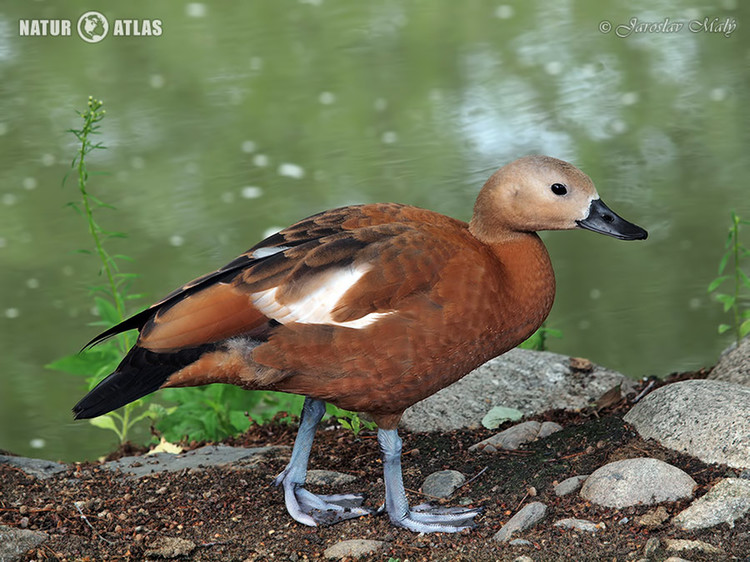 husice rezavá (Tadorna ferruginea)