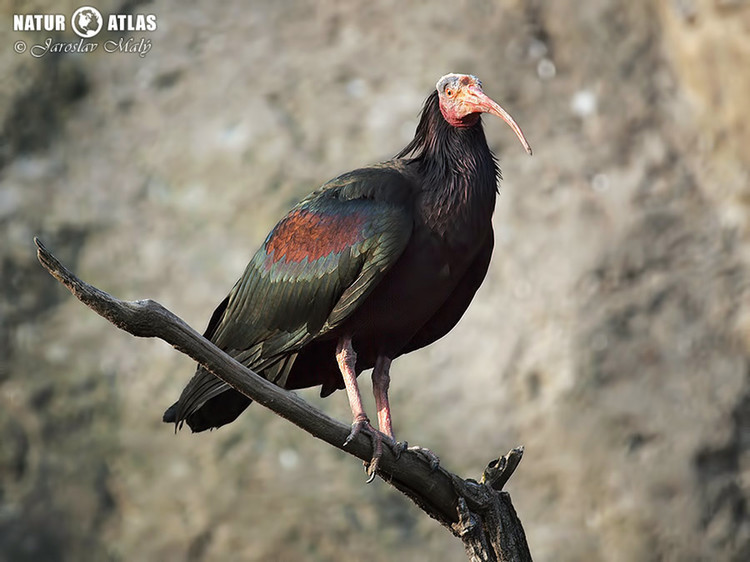 ibis skalní (Geronticus eremita)
