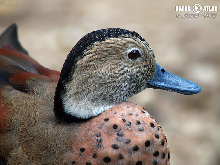 kachnička šedoboká (Callonetta leucophrys)