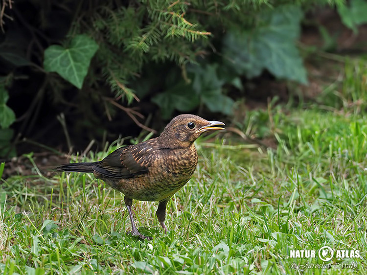 kos černý (Turdus merula)
