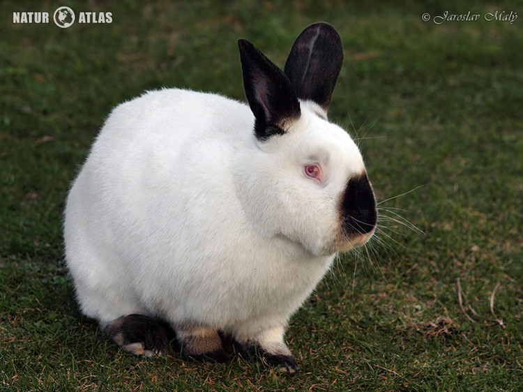 králík kalifornský (kal) (Oryctolagus cuniculus f. domesticus)