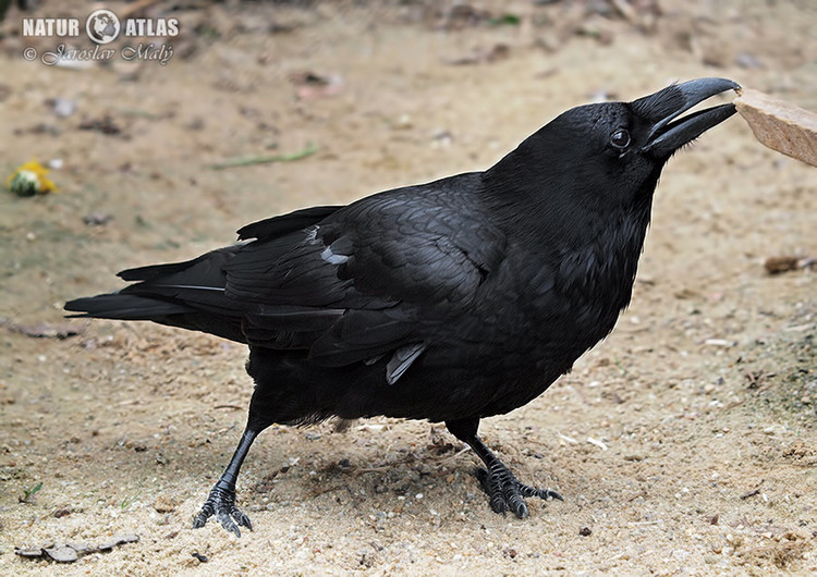 krkavec velký (Corvus corax)