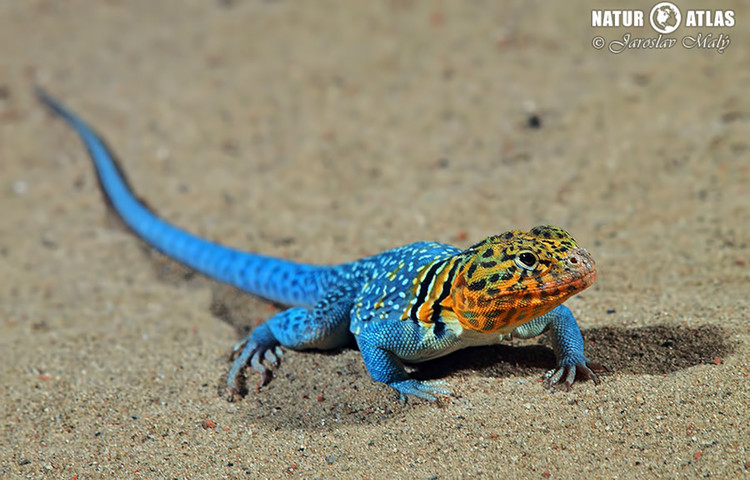 leguánovec obojkový (Crotaphytus collaris)