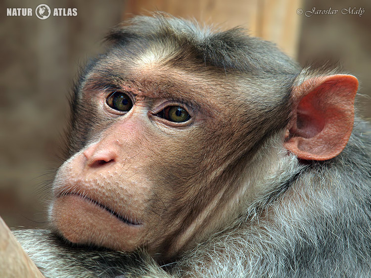 makak kápový (Macaca radiata)