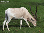 adax núbijský (Addax nasomaculatus)