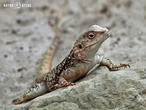 agama turkestánská (Paralaudakia lehmanni)