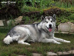 aljašský malamut (Canis lupus f. familiaris)