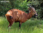 bongo horský (Tragelaphus eurycerus isaaci)