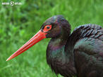 čáp černý (Ciconia nigra)