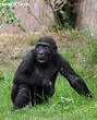 gorila nížinná (Gorilla gorilla)