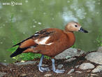 husice rezavá (Tadorna ferruginea)