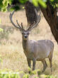 jelen bucharský (Cervus elaphus bactrianus)