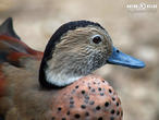 kachnička šedoboká (Callonetta leucophrys)