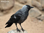 kavka obecná (Corvus monedula)